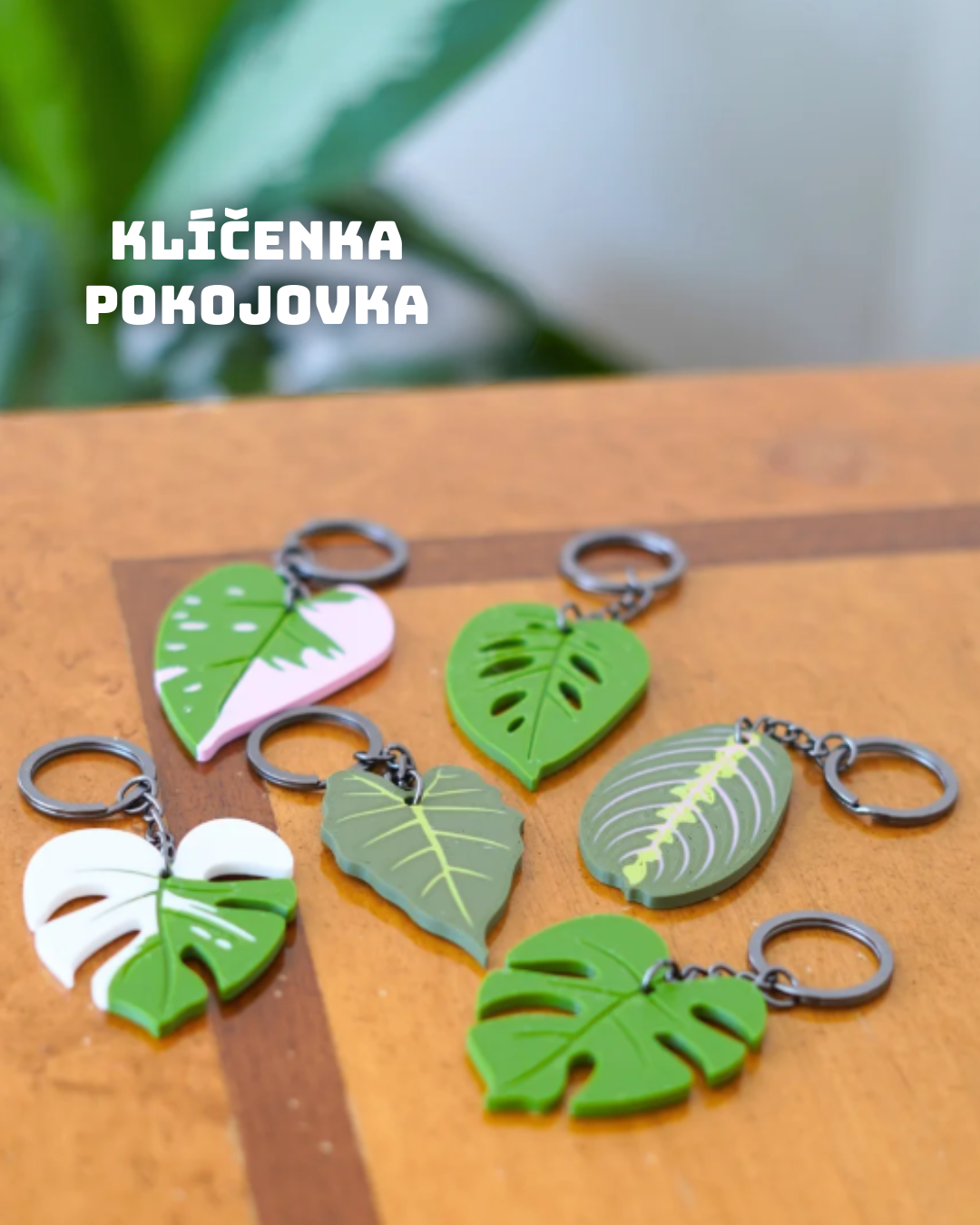 Klíčenka - pokojovka